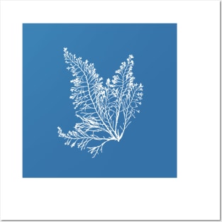 Anna Atkins Seaweed Posters and Art